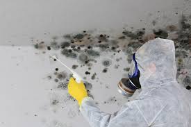 Why You Should Choose Our Mold Remediation Services in Mount Shasta, CA